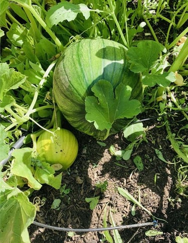 Two melons growing on vines