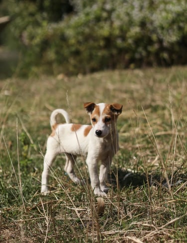 Chien courant librement dans un espace propre et sécurisé