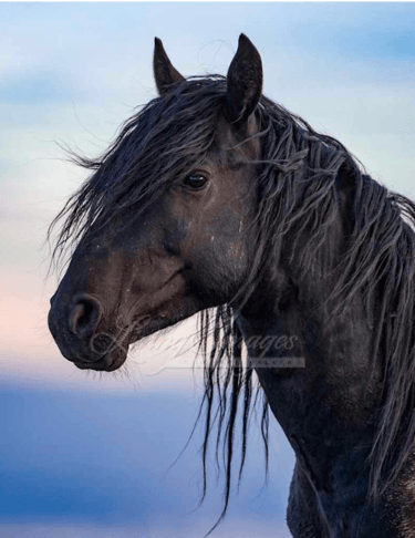 cheval noir