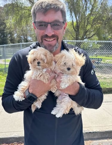 Maltipoo Puppies for Sale