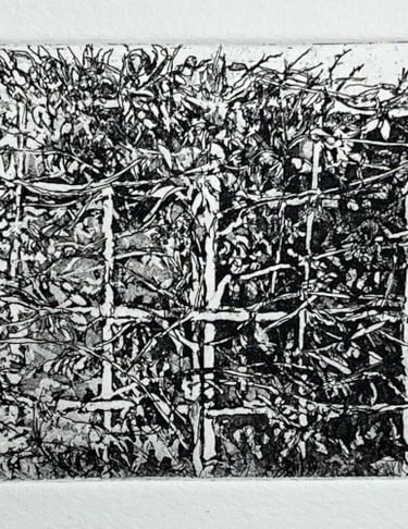 Etching: Square trees, Holland Park