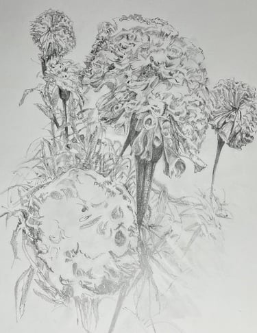 A2 graphite on cartridge: Marigolds study