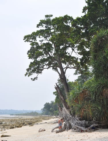 beach, Neil Island, Andaman and Nicobar Islands