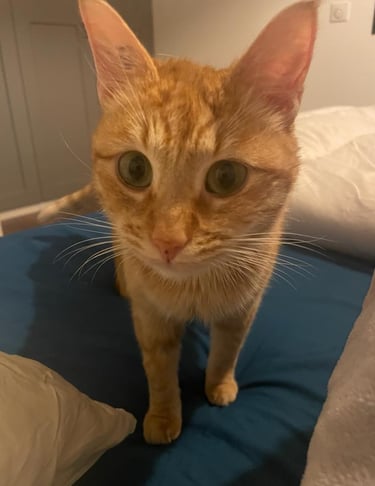 Chat roux dans un lit pendant la garde à domicile – KittySitter Marrakech