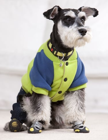 Schnauzer miniatura con una chaqueta para perros azul y verde lima y botas protectoras para las pata