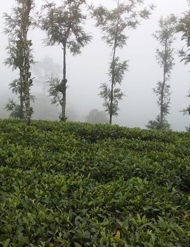 Lush Green MIsty Tea Garden of Periya, Wayanad 