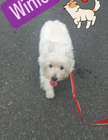 a white dog with a red leash attached to a leash