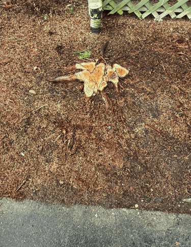 Preparing for stump grinding and root removal in Bothell Washington