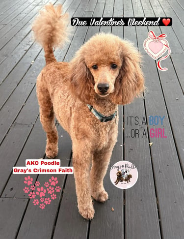 poodle puppies