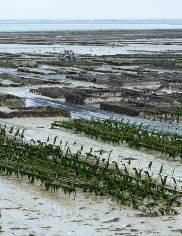 a large amount of plants and water in a field
