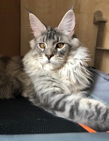 a cat maine coon is sitting on a mat with a suitcase