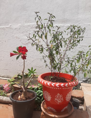tulsi planter