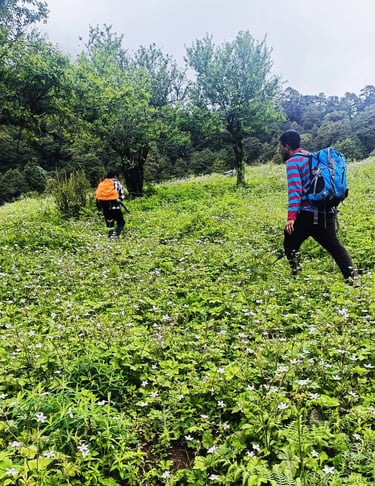 Trekkers walking through a meadow of white wildflowers
