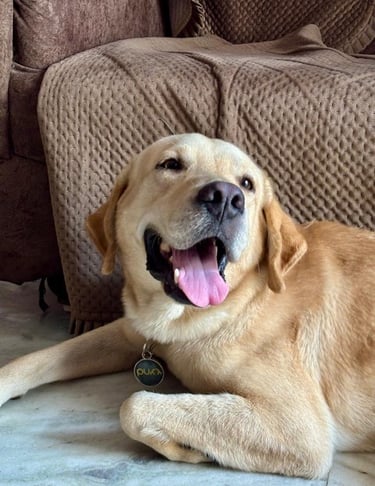 Chirayu's Labrador with Purr Tag