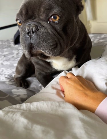 Boulette le bouledogue français moment douceur dans la routine bien-être