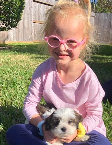 Perfect Paw Pups MalShi Family Adoption