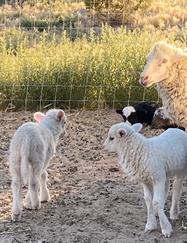 Two Navajo-Churro ram lamb brothers