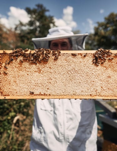 Honigwabe mit Bienen und Imker Simon Tötschinger