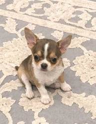 AKC Louisiana Chihuahua puppy chocolate and white sitting on white and gray rug