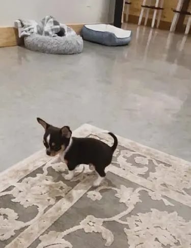 Chihuahua puppy born at Guys Cajun Paws, standing alert on a rug.