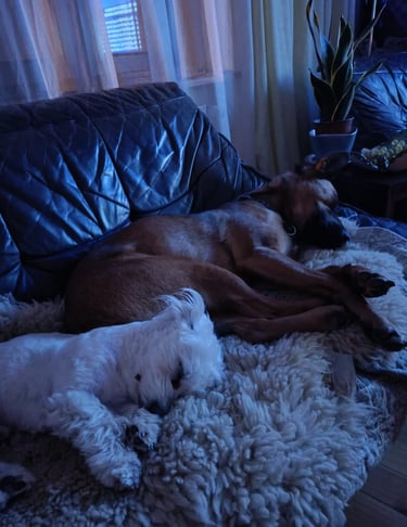 Two dogs sleeping on a couch in a dark room