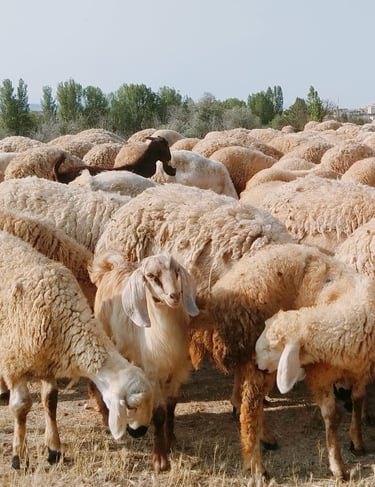Black and White Sheeps