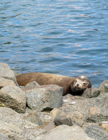 otaries visible a monterey californie USA