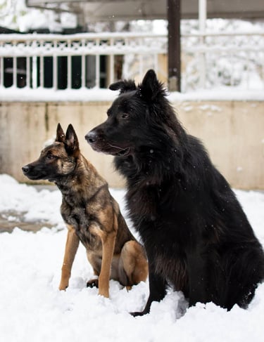 Two dogs sitting: one black long-haired, and one smaller fawn short-haired.