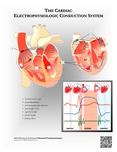 The heart- electrophysiologic (EKG) conduction system.