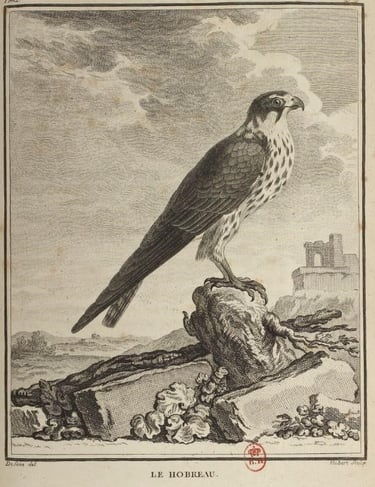 Faucon - Hobreau
