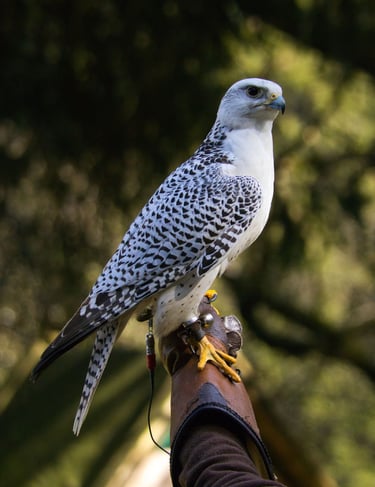A majestic white gyrfalcon with black spots perches on a leather falconry glove outdoors.