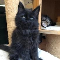 a black cat sitting on a cat scratching on a scratching scratching scratching scratching
