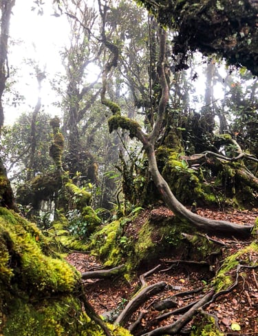 Mossy Forest Cameron Highlands