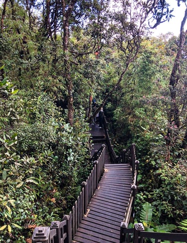 Mossy forest Cameron Highlands
