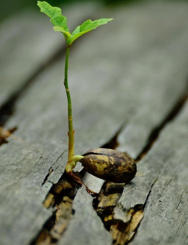 graine en train d'éclore , comme un clin d'oeil à l'éclosion d'une nouvelle version de moi après une