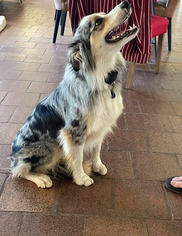 tri blue merle border collie puppies 