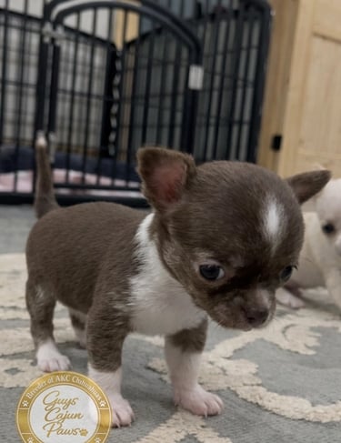 Tiny chocolate and white Chihuahua puppy standing on a rug in front of a pet playpen.
