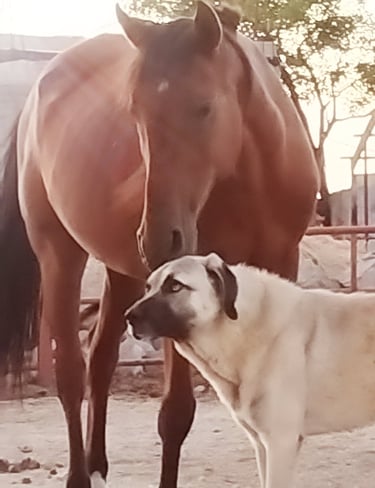 Kangal and the horse