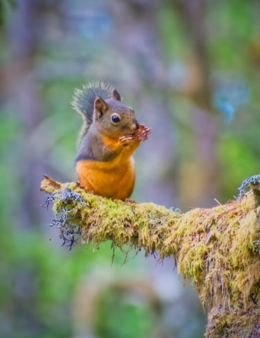 A Douglas squirrel with an orange belly sits on a mossy branch eating a nut in a forest.