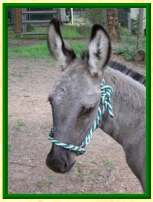donkey rope halter