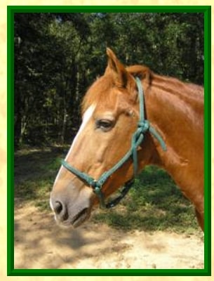 horse head