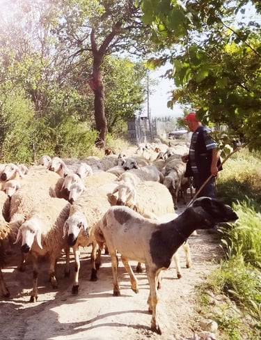 The man with Sheeps