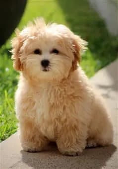 cafe au lait maltipoo sitting outside