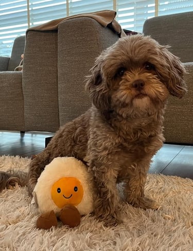 what-is-a-maltipoo