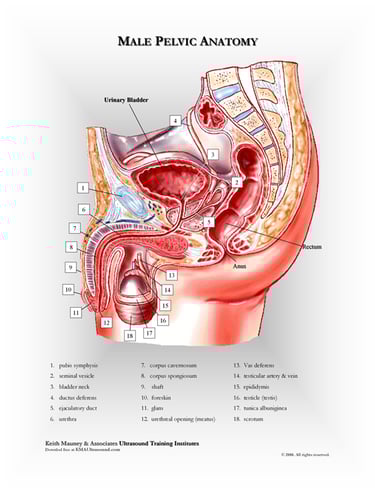 Male pelvis anatomy chart.
