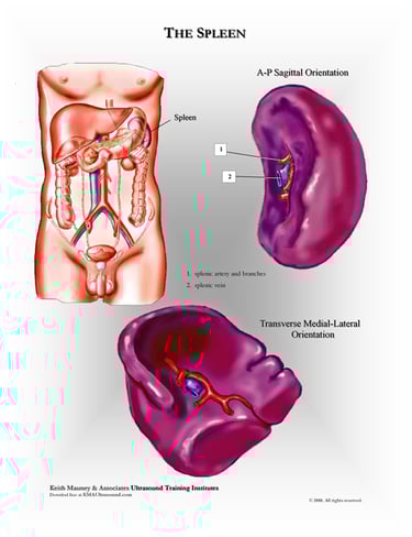 Spleen anatomy chart.