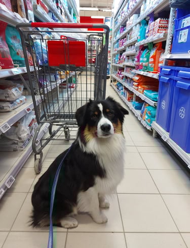 Image of dog in store. 