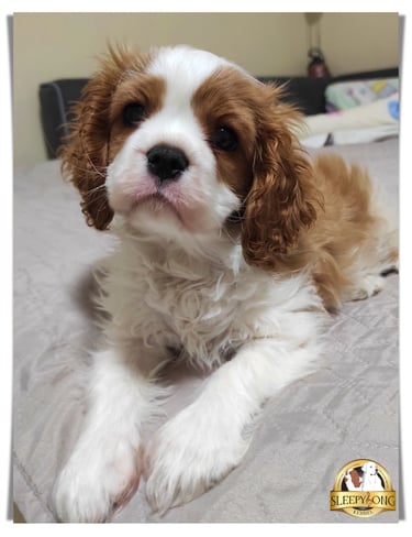 Sleepysong Born Fighter male puppy Cavalier in Sleepysong Kennel