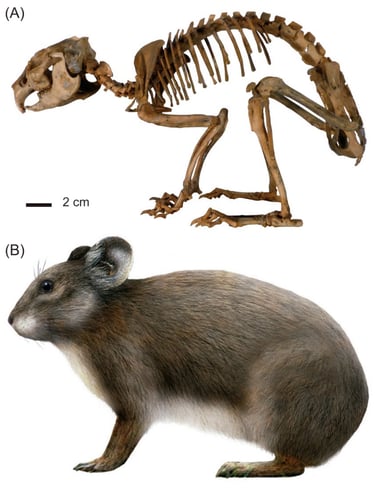 Skeleton and reconstruction of Prolagus sardus.