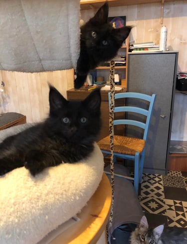 two cats kitten maine coon  are sitting on a cat bed